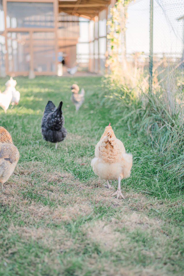 fall family farm photography