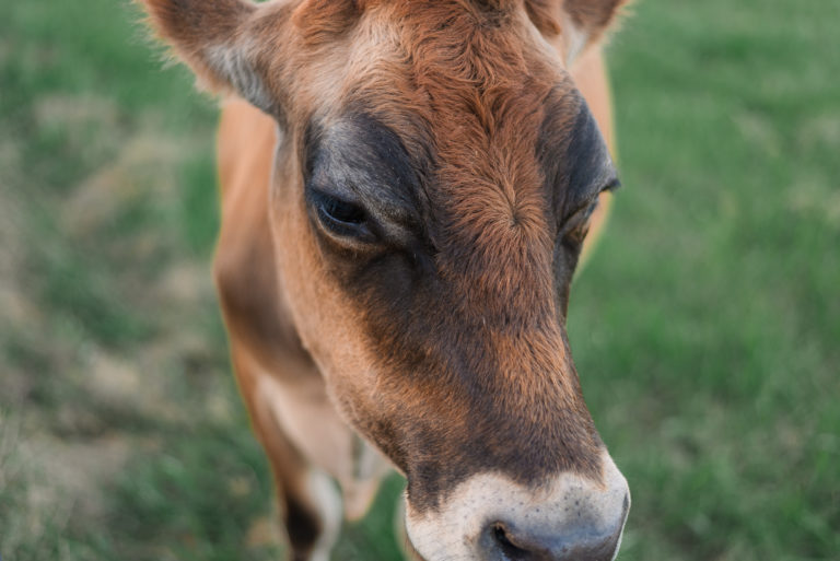 fall family farm photography